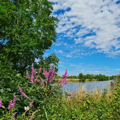 balade dans les marais sud vendée