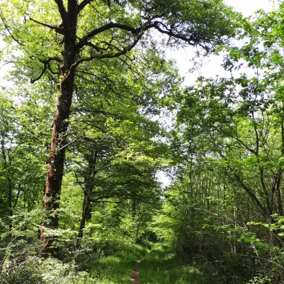 foret de mervent sentier de randonnée