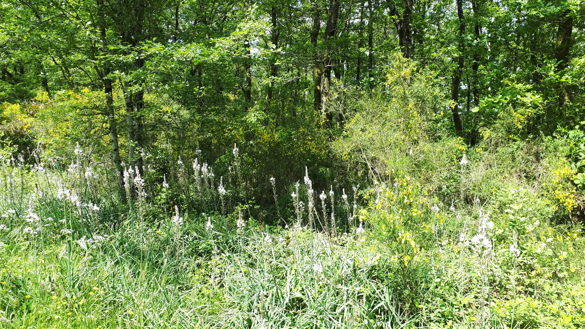 rando en foret à mervent