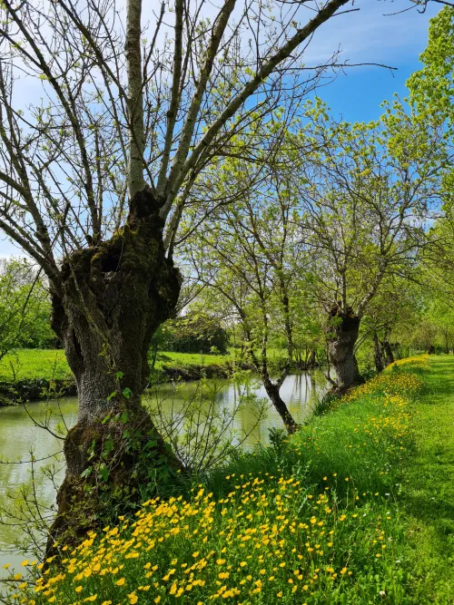 trogne le long des marais